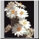 Mammillaria_albiflora.jpg