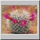 Mammillaria_bella1.jpg