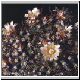 Mammillaria_bocensis.jpg