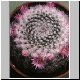 Mammillaria_brauneana1.jpg
