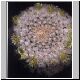 Mammillaria_canalensis.jpg