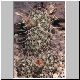 Mammillaria_capensis.jpg