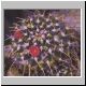 Mammillaria_centralifera.jpg