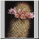 Mammillaria_cerralboa.jpg