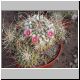Mammillaria_compressa_curvispina.jpg