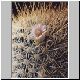 Mammillaria_cowperae.jpg