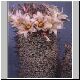 Mammillaria_dioica.jpg