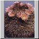 Mammillaria_durangicola.jpg