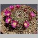 Mammillaria_erythra.jpg