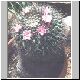 Mammillaria_euthele.jpg