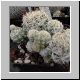 Mammillaria_fragilis.jpg