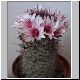 Mammillaria_fraileana.jpg