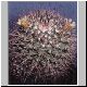 Mammillaria_gatesii.jpg