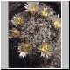 Mammillaria_glareosa.jpg
