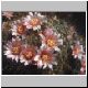 Mammillaria_glochidiata.jpg