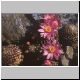 Mammillaria_goldii.jpg