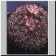Mammillaria_kleiniorum.jpg